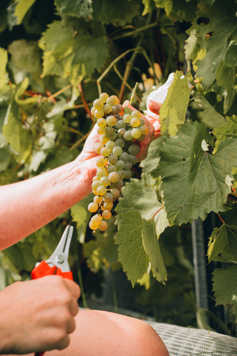 Artisan vigneron - Vignoble Têtes au vent