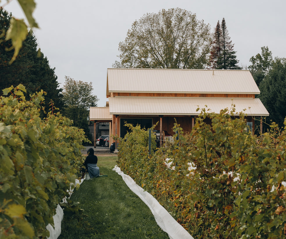 Cépages rustiques et semi-rustiques - Vignoble Têtes au vent