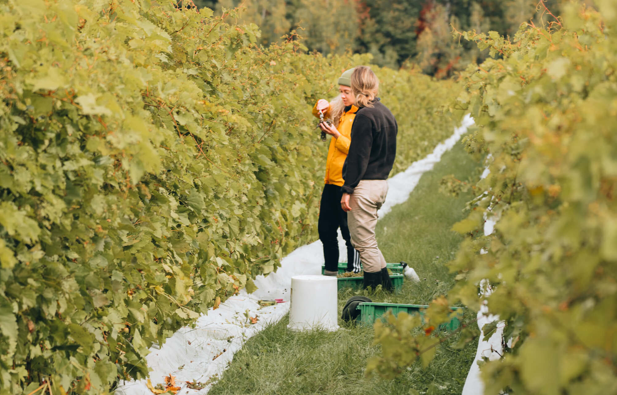 Vignoble Têtes au vent - Nous allier à la nature