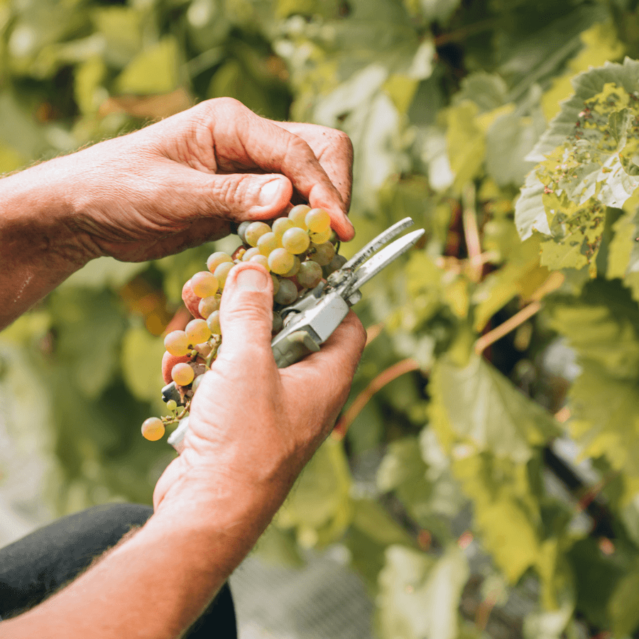 Vignoble Têtes au vent - Laisser le raisin s'exprimer